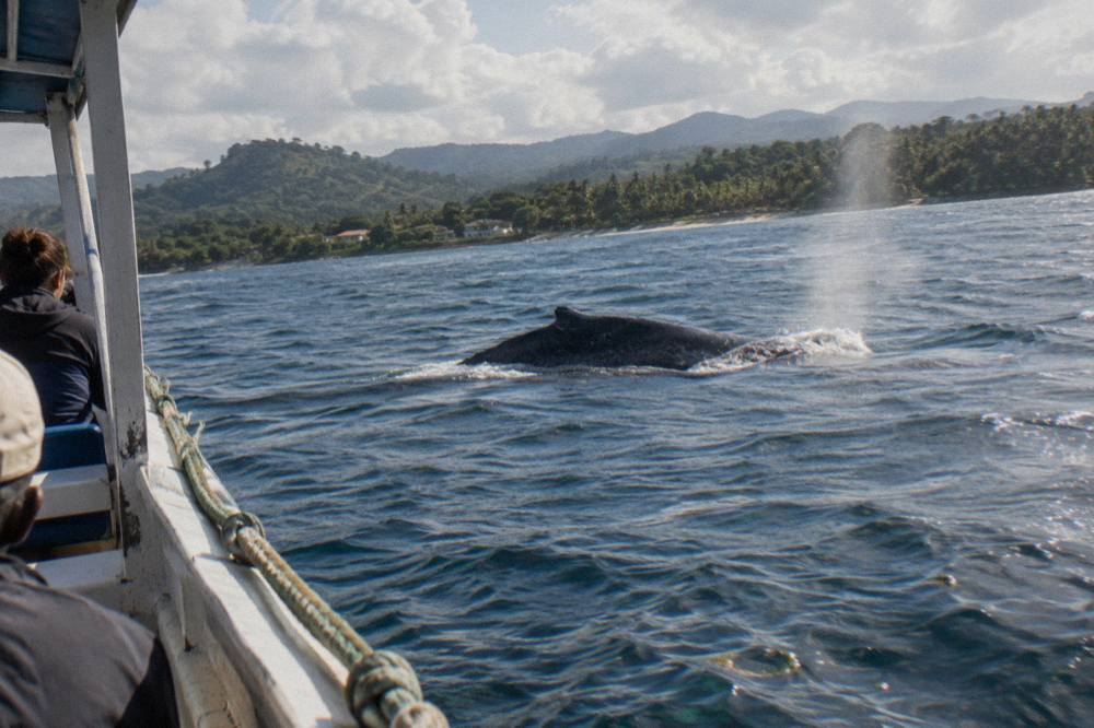 A humpback whale surfacing beside a tour boat on calm blue water