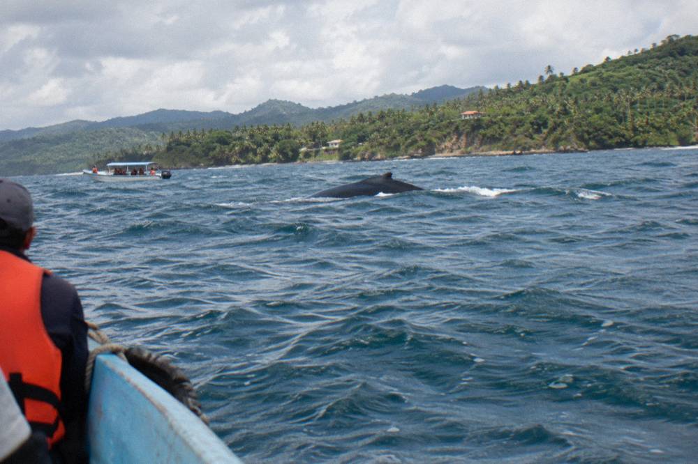 A small whale watching boat holding position at a distance from a humpback whale surfacing in a wide blue bay.